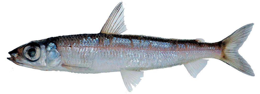 Argentina silus_07.jpg